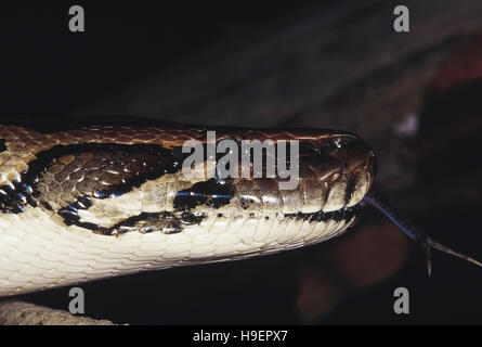 Python molurus Bivittatus. Python birmano. non velenose. Captive campione. Arunachal Pradesh, India. Foto Stock