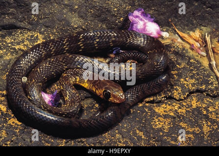 Coluber Mucosus. Dhaman/ratto snake. Non velenose. Bhimashankar, Maharashtra, India. Foto Stock