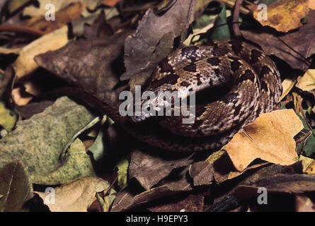 Oligodon Taeniolatus Russel/variegato Kukri snake. Non velenose. Maharashtra, India. Foto Stock