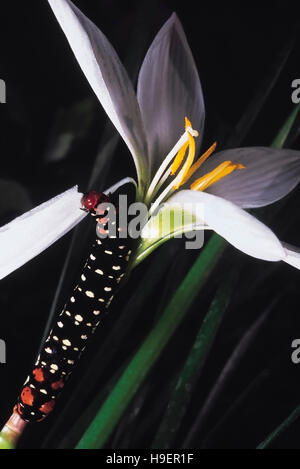 Caterpillar su crocus. Un bruco rodendo un Crocus petalo. Pune, Maharashtra, India Foto Stock