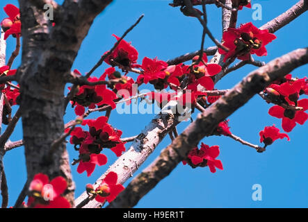 Bombax Ceiba. Di seta rossa fiore di cotone. Marunji, Maharashtra, India Foto Stock