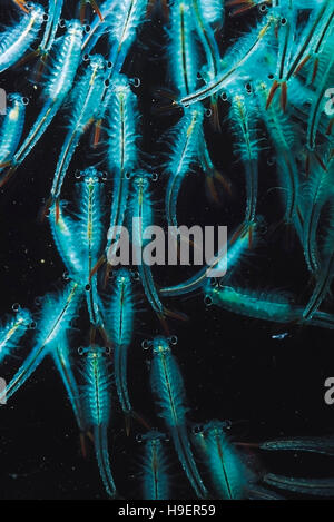 Fairy gamberetti. Anostraca. Vishapur fort, Maharashtra, India. Foto Stock