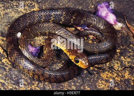 Coluber Mucosus. Dhaman/ratto snake. Non velenose. Bhimashankar Santuario, Maharashtra, India. Foto Stock