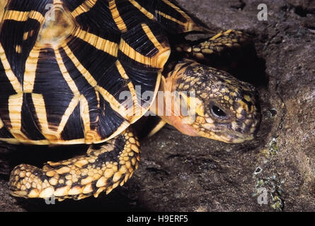 Geochelone elegans ( Schoepff, 1795) Stella Indiana Tartaruga. Katraj Snake Park, Pune, Maharashtra, India. Foto Stock