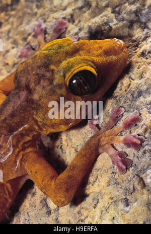 Calodactylodes aureus. golden gecko. specie in via di estinzione. rare. west india. Foto Stock