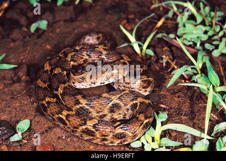 Visto Scaled Viper. Echis Carinatus. Velenosi. Foto Stock