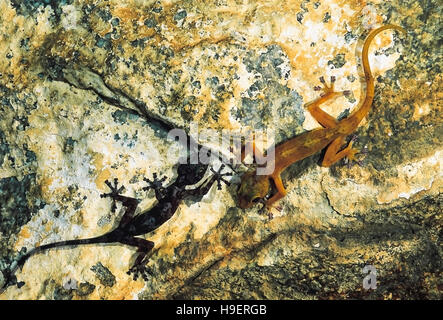 Calodactylodes aureus. golden gecko. specie in via di estinzione. india. rari Foto Stock