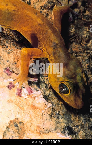 Calodactylodes aureus. golden gecko. specie in via di estinzione. india. rari Foto Stock