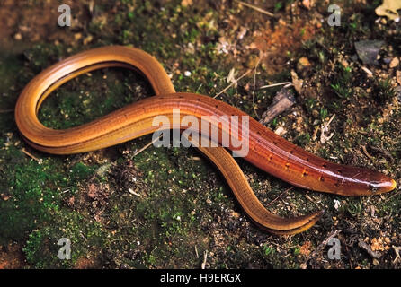 Birmano Lucertola di vetro o vetro asiatici LIZARDOphisaurus gracilis. Legless lizard. Arunachal Pradesh, India. Rari Foto Stock