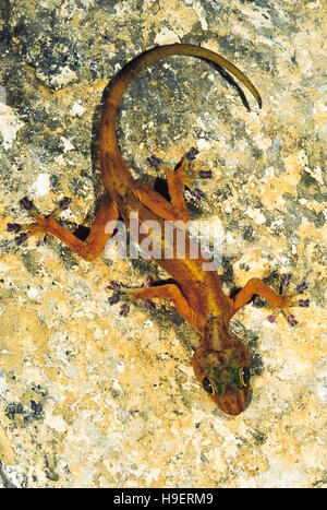 Calodactylodes aureus. golden gecko. specie in via di estinzione. india. rari Foto Stock