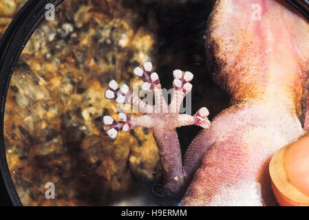 Calodactylodes aureus. golden gecko. close up del piede che mostra la sua unica struttura di avampiede a scomparsa con artigli. specie di endandered. dell India occidentale. Foto Stock