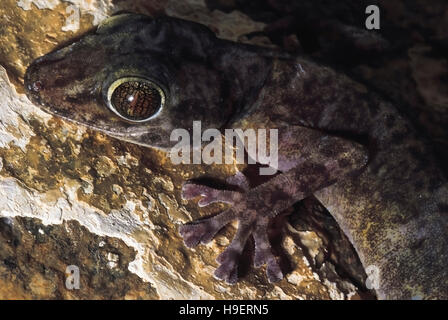 Calodactylodes aureus. golden gecko. molted forma. endandered specie. dell India occidentale. Foto Stock