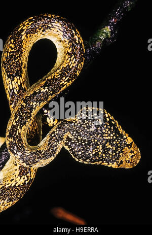 Trimeresurus malabaricus MALABAR PIT VIPER. Velenosi. Fotografia mostra dorsale scalation di testa di un insolitamente colorati da singoli Koyna, Maharashtr Foto Stock