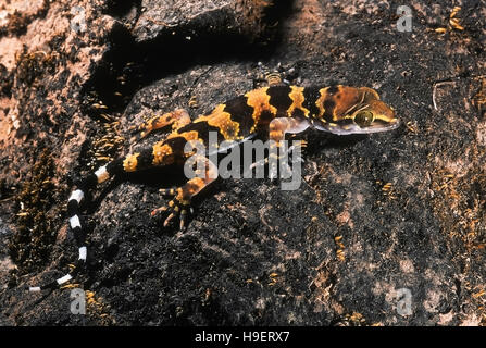 Hemidactylus maculatus NASTRARE ROCK GECKO. I capretti. Fotografato il Sinhagad Fort, vicino a Pune, Maharashtra, India. Foto Stock