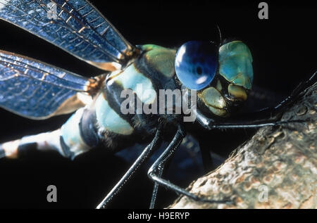 DRAGONFLY Fotografato di notte su Torna Fort, distretto di Pune, Maharashtra, India. Occhio composto e antenna corta visibile in foto. Foto Stock