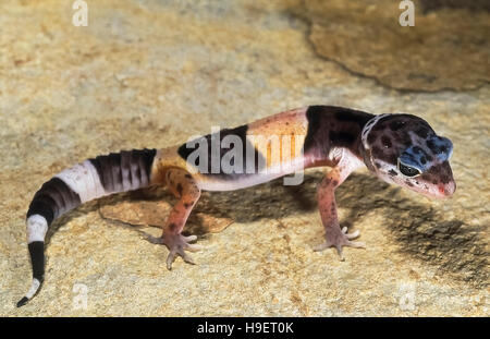 WESTERN INDIAN LEOPARD GECKO Eublepharis fuscus capretti da vicino Jejuri, Maharashtra, India. Abita a secco e scrub zone rocciose. Si nutre di insetti Foto Stock