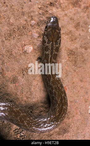 Indiano serpente liscio Coronella brachyura. Vista dorsale di testa. Campione dal Maharashtra, India. Foto Stock