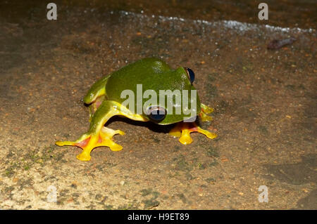 Il Malabar di scorrevolezza della rana. Rhacophorus malabaricus. Località: Kodagu (Coorg) Karnataka, India Foto Stock