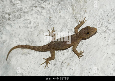 Gecko nana. Specie Cnemaspis. Località: Kodagu (Coorg) Karnataka, India Foto Stock