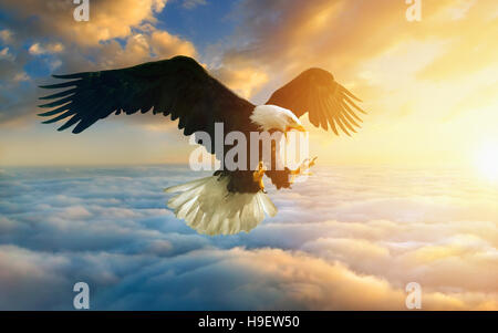 Feroce eagle volare nel cielo di tramonto Foto Stock