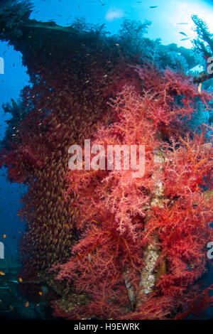 Il montante di un relitto (Satil, Eilat, Israele) coperto di rosso corallo morbido (Dendronephthya) e la Scuola di Glassfish/Giallo Spazzatrici (Parapriacanthus ranso Foto Stock