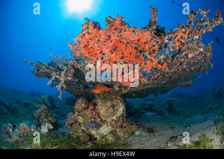 Due cernie Blacktip (Epinephelus Fasciatus) sotto un tavolo coral (Acropora) Foto Stock