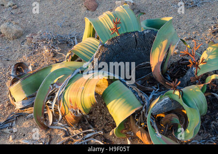 Welwitschia Mirabilis coltura vegetale nel caldo arido deserto del Namib dell'Angola e della Namibia Foto Stock