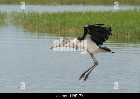 Una Marabou Stork scavenger uccello in volo sopra il lago di Hawassa Foto Stock