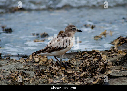 Red-breasted Cully, Charadrius obscurus) Foto Stock