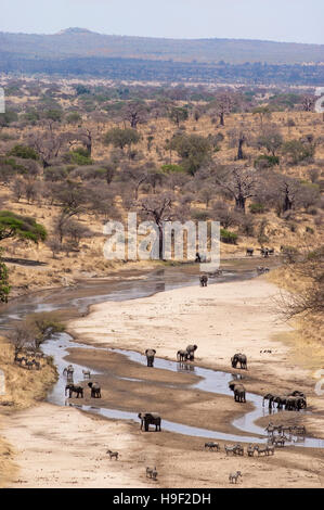 Elefante africano (Loxodonta africana), e altri animali selvatici di bere da un fiume, stagione secca, Parco Nazionale di Tarangire e, Tanzania Foto Stock