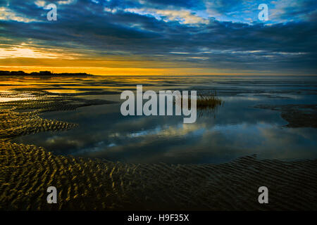 Cordgrass, Spartina alterniflora, fuori di una piscina poco profonda nel vuoto distesa di Morecambe Bay al tramonto Foto Stock