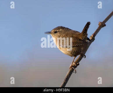 Scricciolo, Troglodytes troglodytes, appollaiato sul ramo di piccole dimensioni in cerca avviso sul bordo della baia di Morecambe, Regno Unito Foto Stock