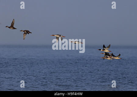 Red-breasted Merganser (Mergus serrator) Foto Stock