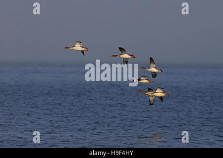 Red-breasted Merganser (Mergus serrator) Foto Stock