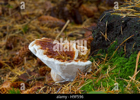 Rosso-belted staffa (Fomitopsis pinicola), un gambo del fungo di decadimento Foto Stock
