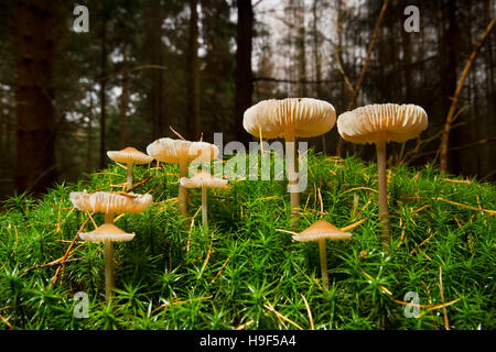 Piccoli funghi, probabilmente del genere Inocybe, nei capelli moss Foto Stock