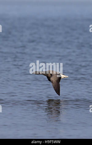 Dark-panciuto Brent Goose (Branta bernicla bernicla) Foto Stock