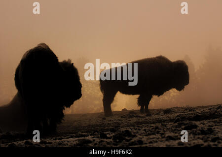 Bisonti americani durante il Sunrise in rosso nebbia da hot springs vicino geyser Old Faithful, il Parco Nazionale di Yellowstone, STATI UNITI D'AMERICA. Foto Stock