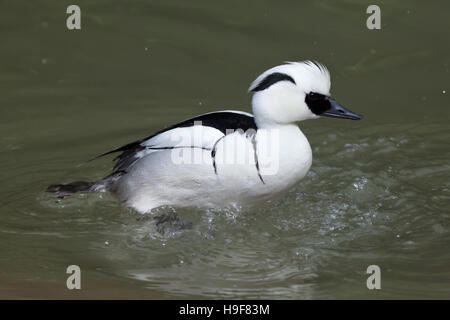 Smew (Mergellus albellus). La fauna animale. Foto Stock