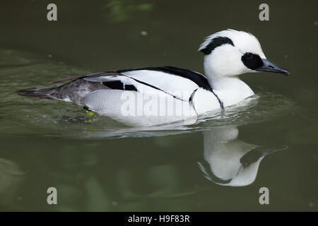 Smew (Mergellus albellus). La fauna animale. Foto Stock