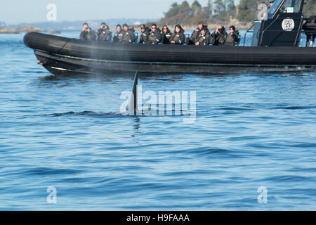 Orca transitoria o balena killer, Orcinus orca, superfici accanto a un whale watching tour in barca, fuori dall'Isola di Vancouver, BC, Canada; solo uso editoriale Foto Stock