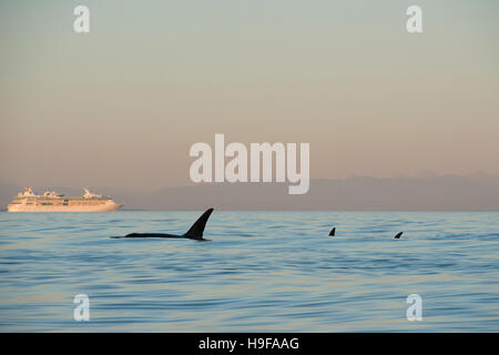 Transient orcas o orche, Orcinus orca, nuotare passato una nave da crociera nello stretto di George, fuori dall'Isola di Vancouver, Canada Foto Stock