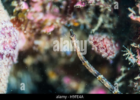 Booth;s pipefish, Halicampus boothae (Whitley, 1964), al pesce artificiale reef. Owase, Giappone. Profondità 18m Foto Stock