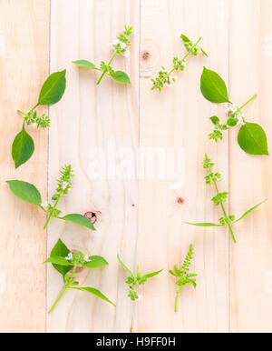 Il cerchio di limone basilico( hairy basilico ) foglia e fiore di woo Foto Stock