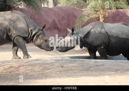Il rinoceronte indiano (Rhinoceros unicornis) India Foto Stock