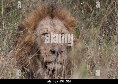 Close up vista frontale del full cresciuto maschio di leone africano Foto Stock
