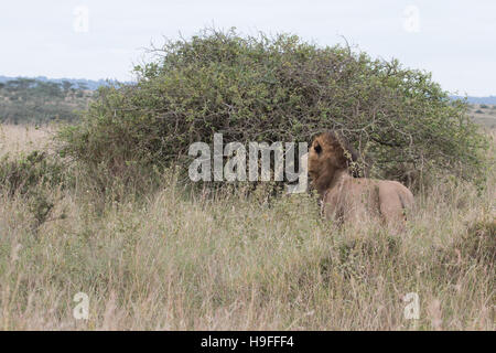 Colpo lungo dei maschi di leone africano presi dal sie in piedi di fronte ad una boccola Foto Stock