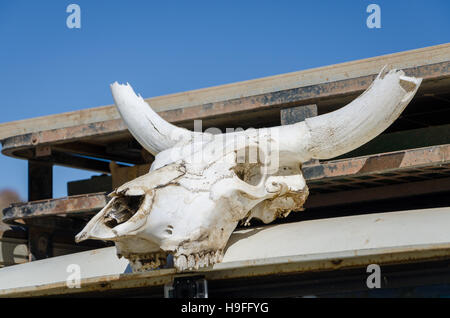 Cranio bianco di mucca con le corna impressionante sbiancati dal caldo sole del deserto Foto Stock
