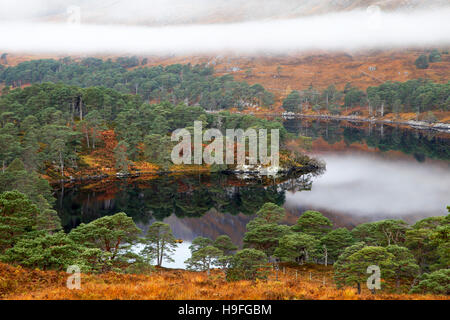 Pino silvestre alberi circondano le acque ancora di loch affric, Inverness-shire, Scozia in una nebbiosa mattina di ottobre. Foto Stock