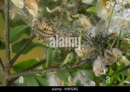 Pfaffenhütchen-Gespinstmotte, Raupen, Raupengespinst un Pfaffenhütchen, Pfaffenhütchengespinstmotte, Yponomeuta cagnagella, Yponomeuta cagnagellus, sp Foto Stock